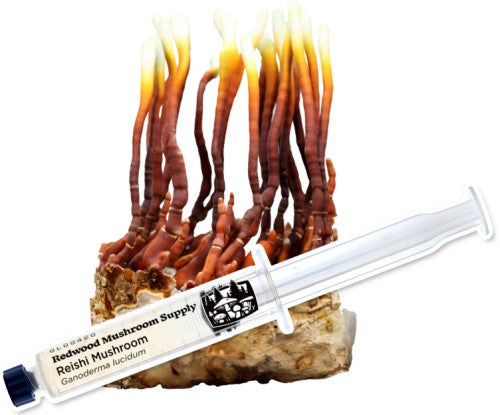 Mushroom Liquid Cultures 10 cc Syringe from Redwood Mushroom Supply