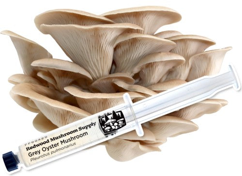 Mushroom Liquid Cultures 10 cc Syringe from Redwood Mushroom Supply